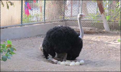 incubating of ostrich eggs