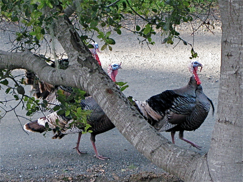 open area for turkeys