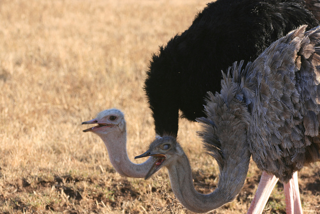 ostrich characteristics