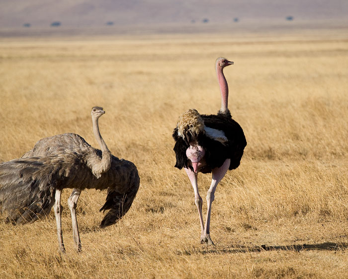 ostrich mating