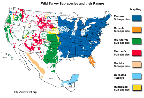 wild turkeys habitat