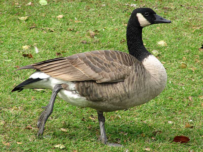 Beautiful Canada Goose