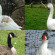 breeds of geese