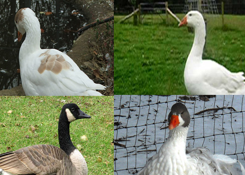 breeds of geese