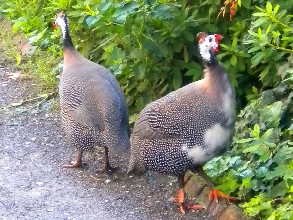 Rearing, Incubation and brooding Guinea Fowl – The Poultry Guide