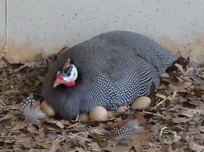 guinea fowl sitting on eggs