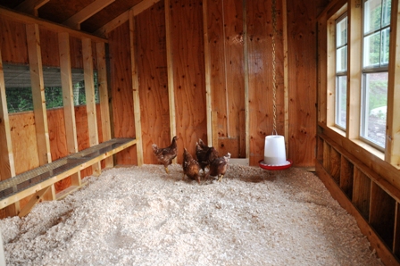 bedding material for chicken