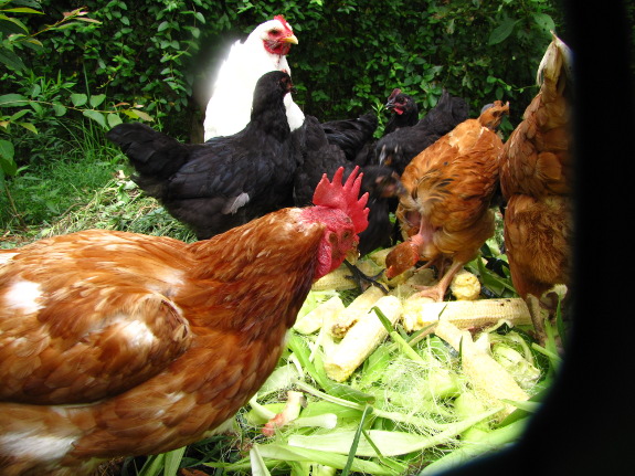 pecking order in a chicken