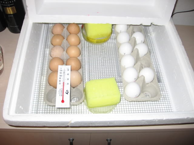 sponge in egg incubator