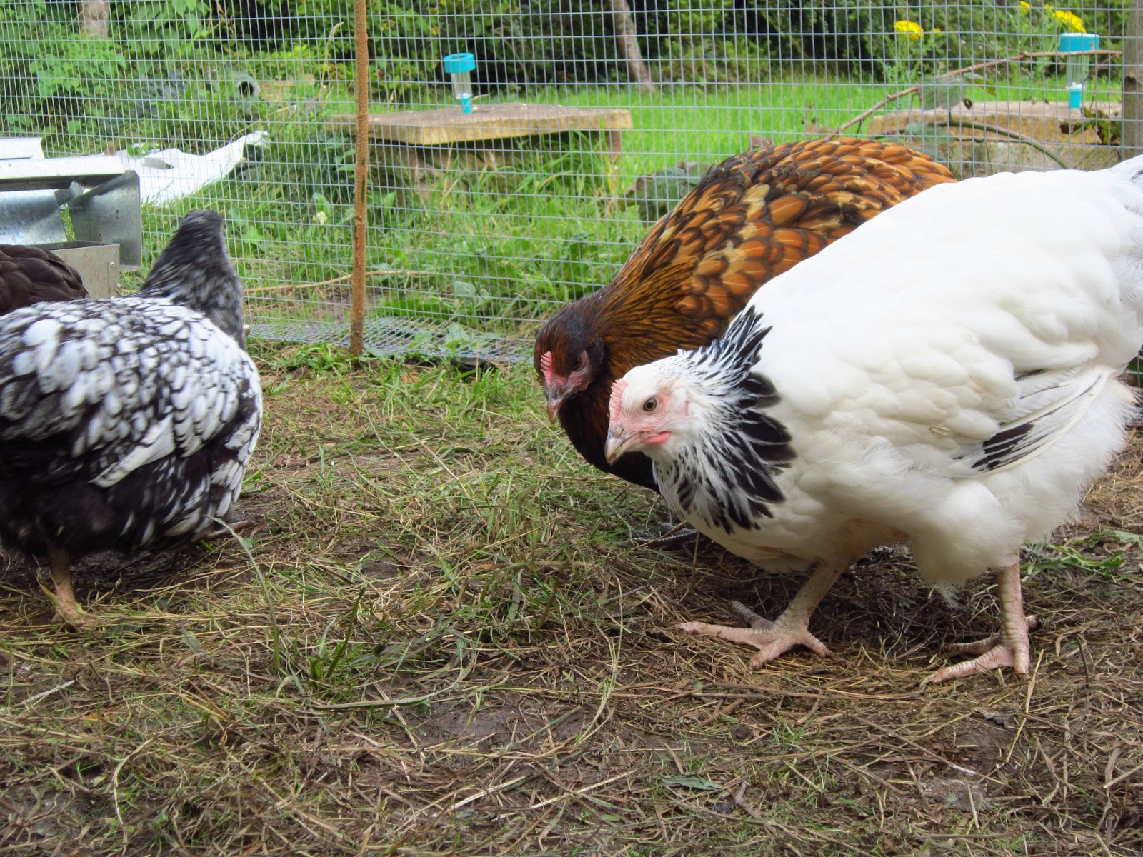 Guide For Introducing New Chicks With Older Flock The Poultry Guide 