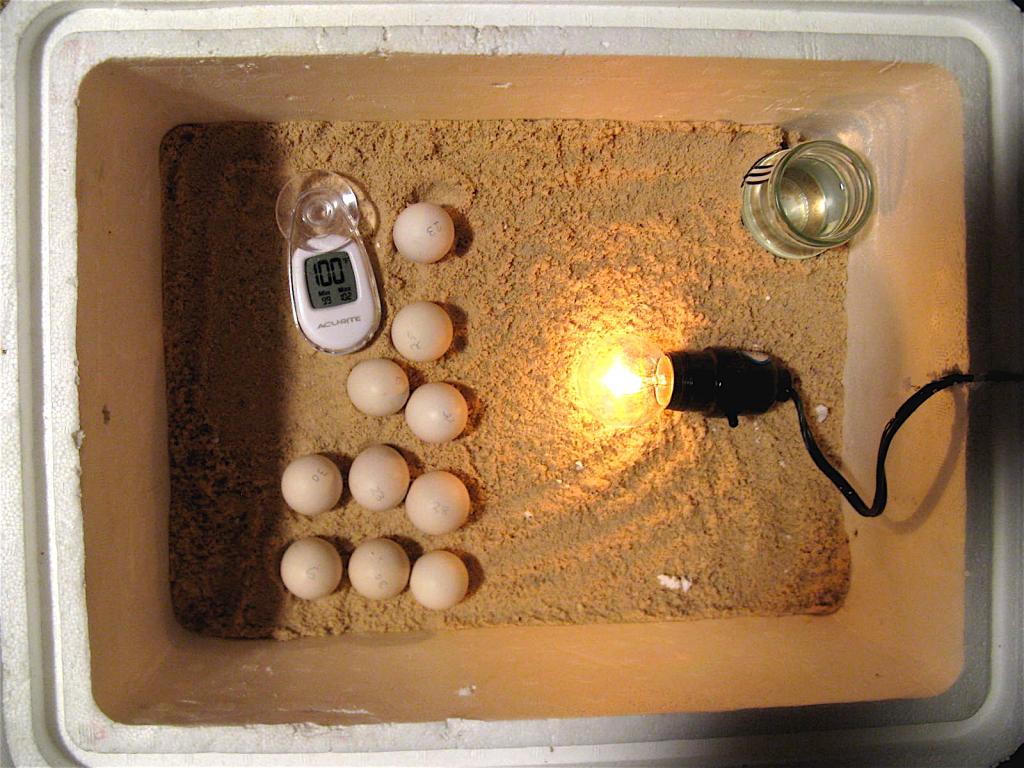 water in egg incubator