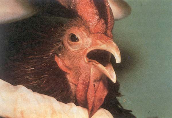 Infectious Bronchitis in chickens