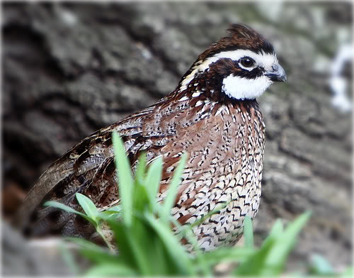 bobwhite quail
