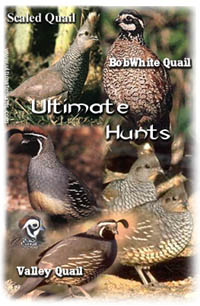 breeds of quail