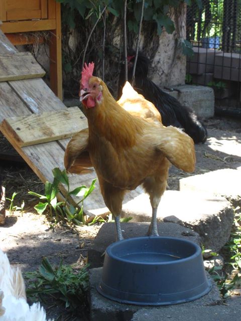 heat stress in chickens