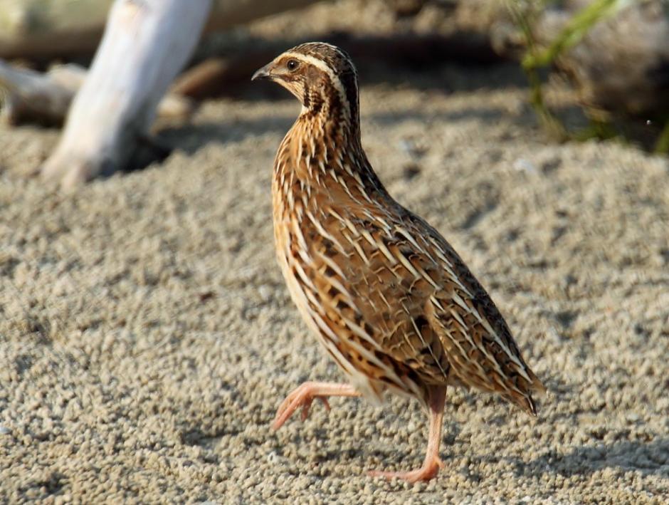 origin of quail