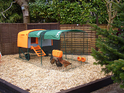 shelter for chickens