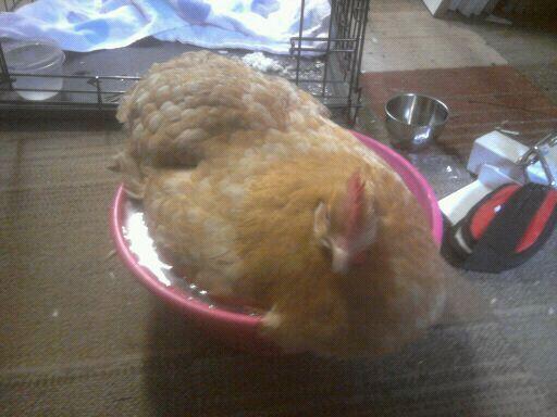 treating egg bound hen