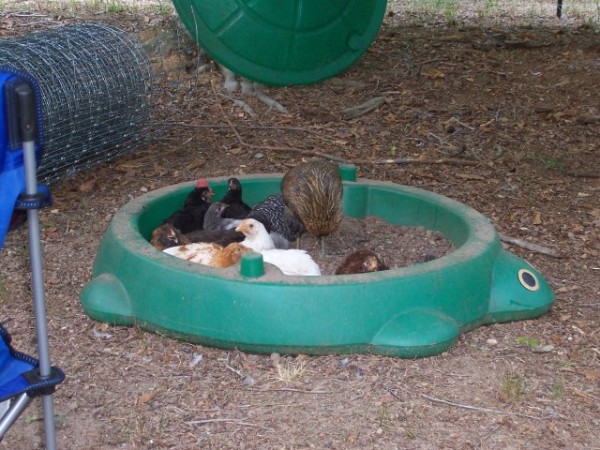 How To Make An Indoor Dust Bath For Your Chickens The Poultry Guide