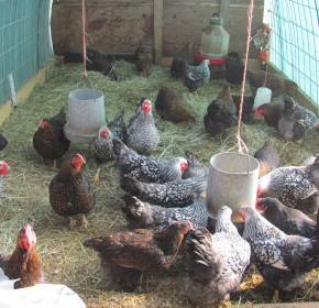 Poultry farming Guide,raising backyard chickens,building chicken coops ...