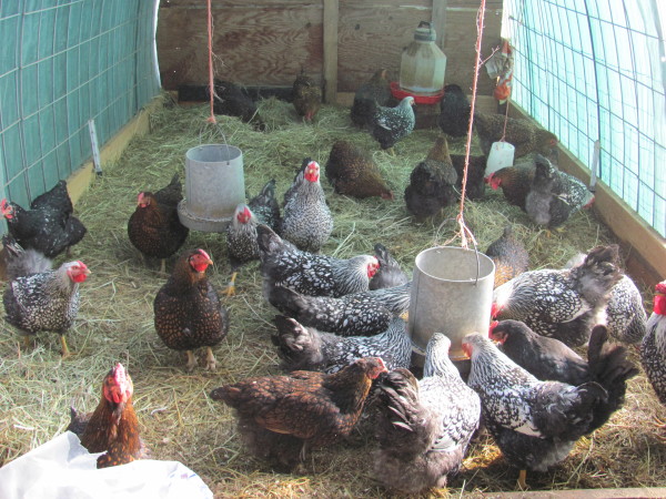 How to get rid of Bad Smell in Chicken Coop-litter ...