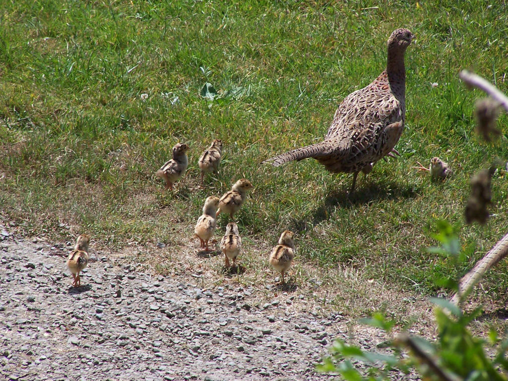 pheasants breeding