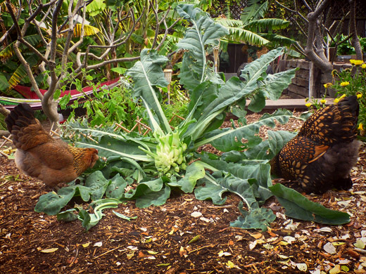feeding green vegetables to chickens