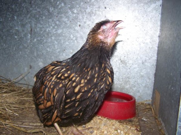 hen with long flat worms