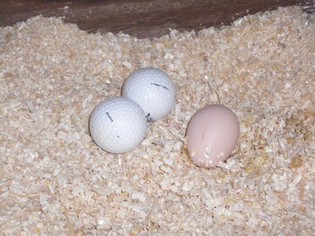 golf ball in nest box