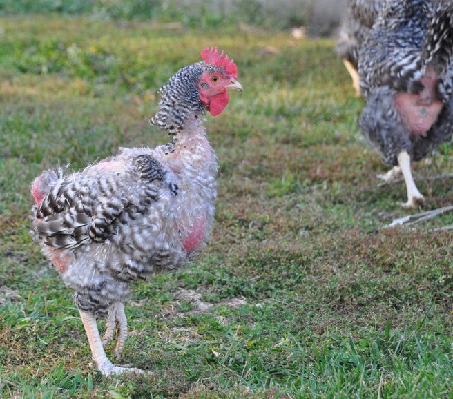 molting in chickens