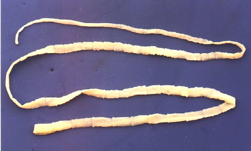 tapeworms in chickens