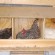 10 tips to train your hen to lay eggs in her nest box