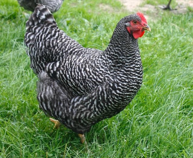 Barred Plymouth Rock chicken breed
