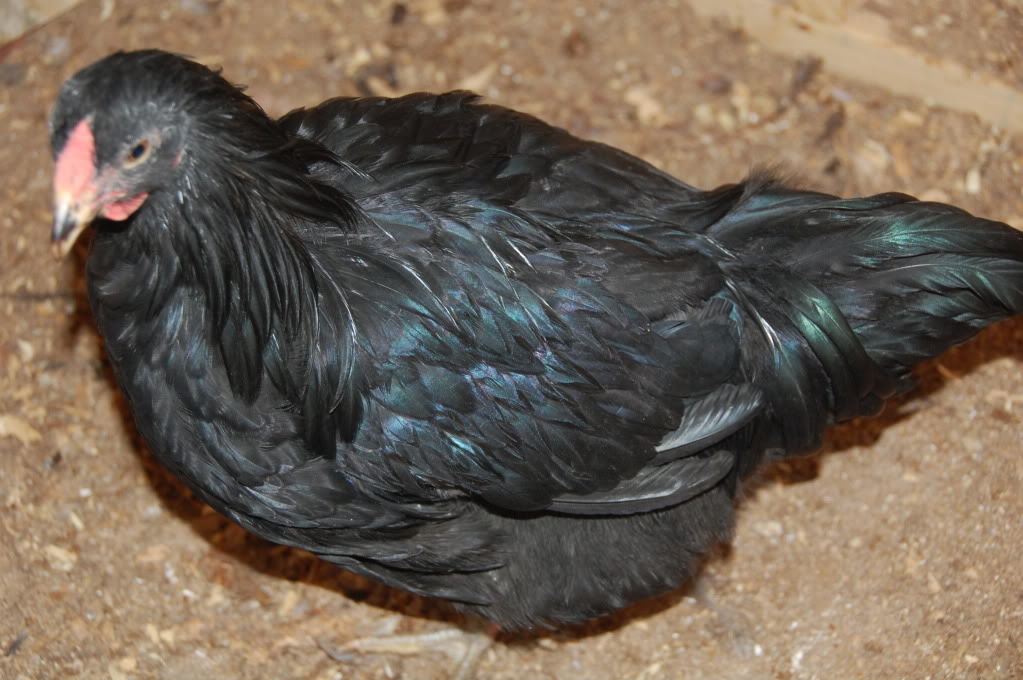 BLACK AUSTRALORP chicken breed