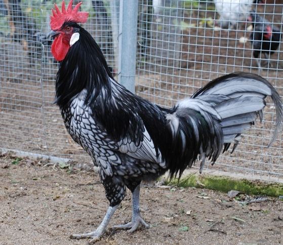 Blue Andalusian chicken breed