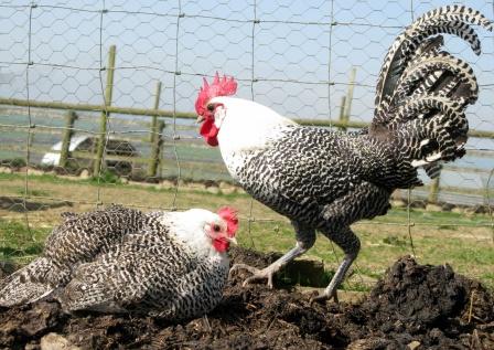 Silver Campine chicken breed