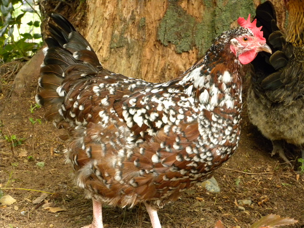 Speckled sussex chicken breed 
