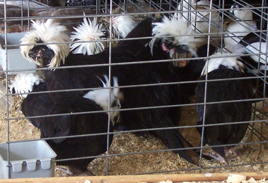 White Crested black polish chicken breed