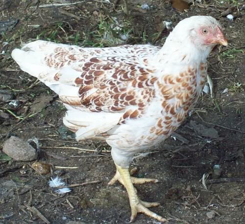 White laced red Cornish chicken breed