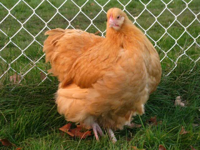 Buff orpington chicken breed