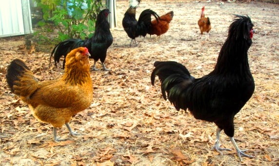 heritage-breeds-of-chicken-min