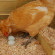 When Hen Starts Laying Egg,Peak Time,Factors Affects Egg Production