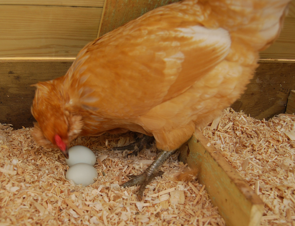 When Hen Starts Laying Egg,Peak Time,Factors Affects Egg Production ...