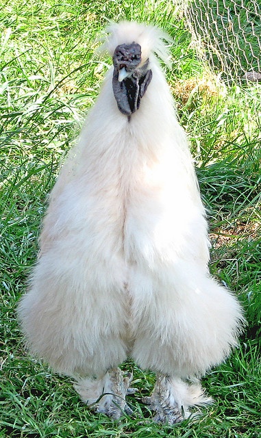 A japanese chicken