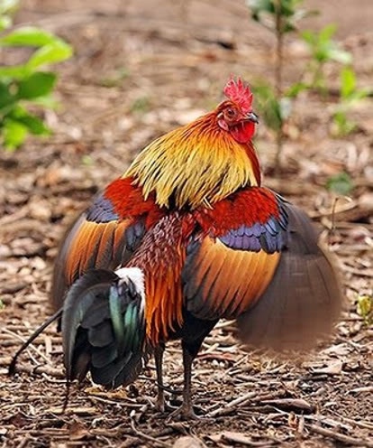 Aves rojas asiáticas