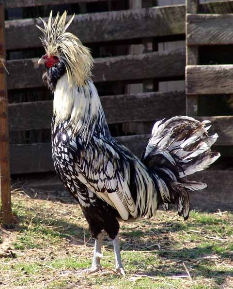 BEAUTIFUL Polish chicken breed