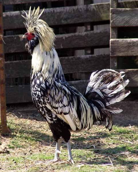 20 Amazing Rare Chicken Breeds With Special Characteristics – The