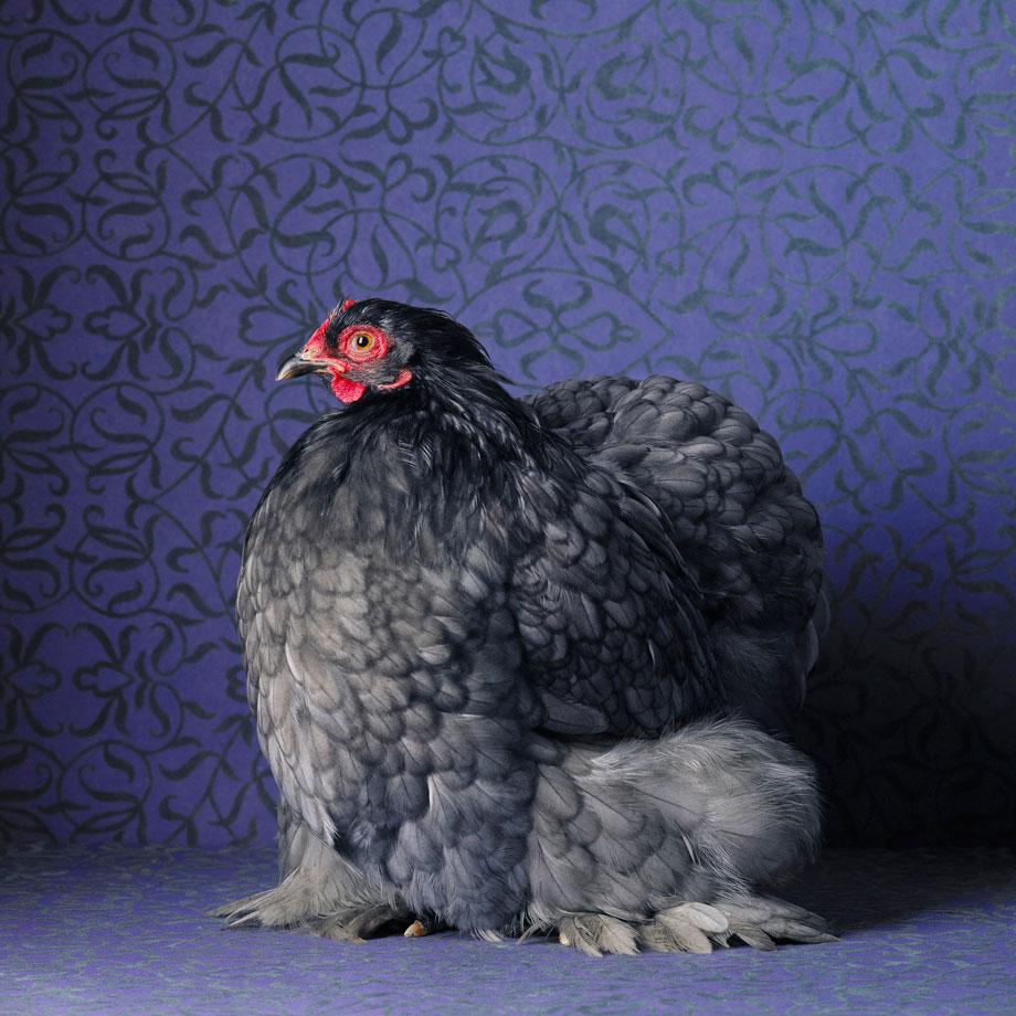 Blue Cochin Bantam Pullet