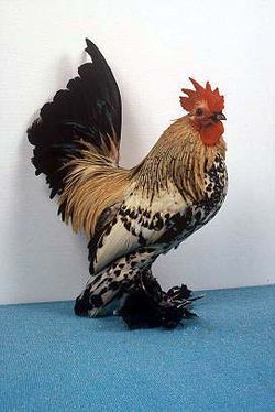 Booted Bantam