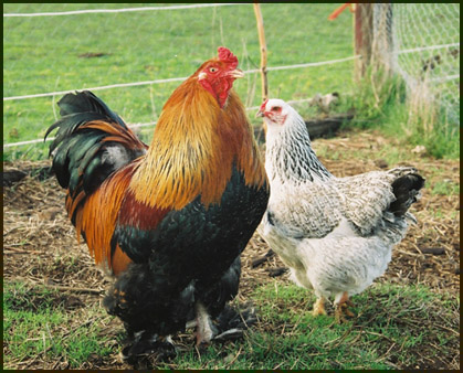 Brahma chicken breed